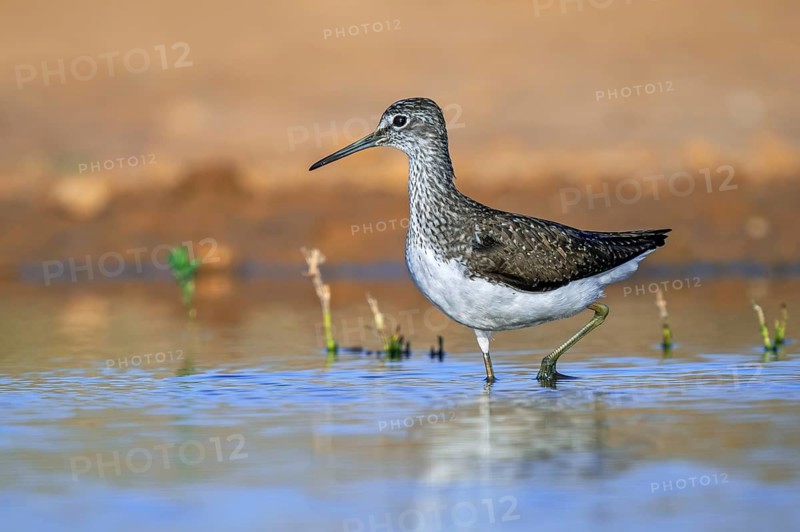 Green sandpiper (Tringa ochropus) adult in summer plumage foraging along lake shore in spring