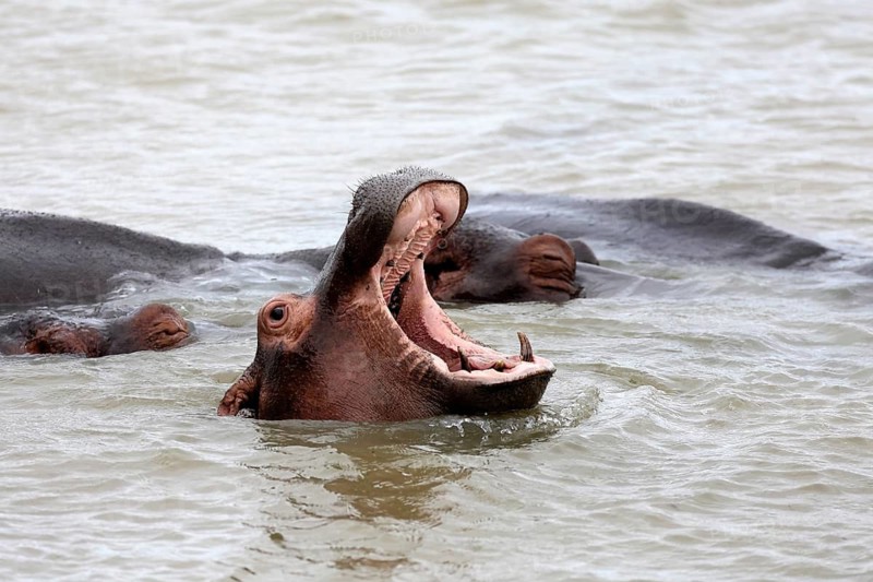 Hippopotamus (Hippopotamus amphibius), adult, in the water, yawning, menacing, portrait, iSimangaliso Wetland Park, KwaZulu-Natal, South Africa