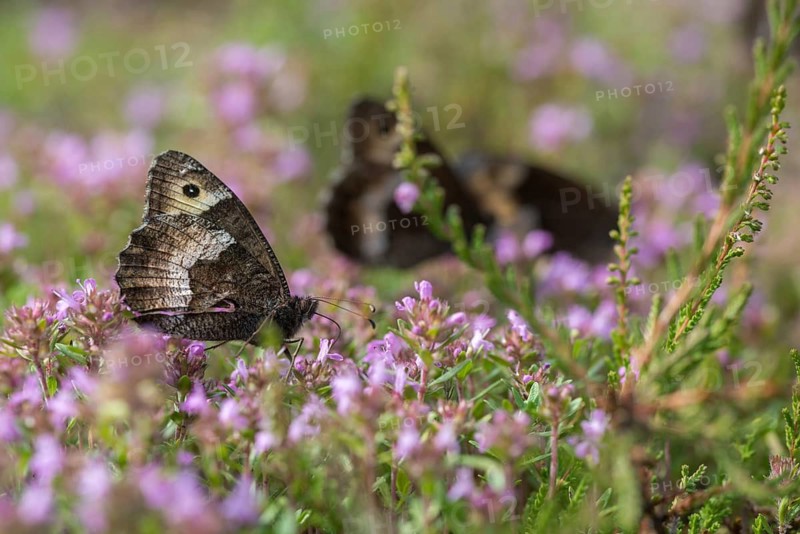 Hipparchia alcyone, Hipparchia hermione, small forest porter, rock grayling, butterfly, insects, butterfly, butterfly, butterflies