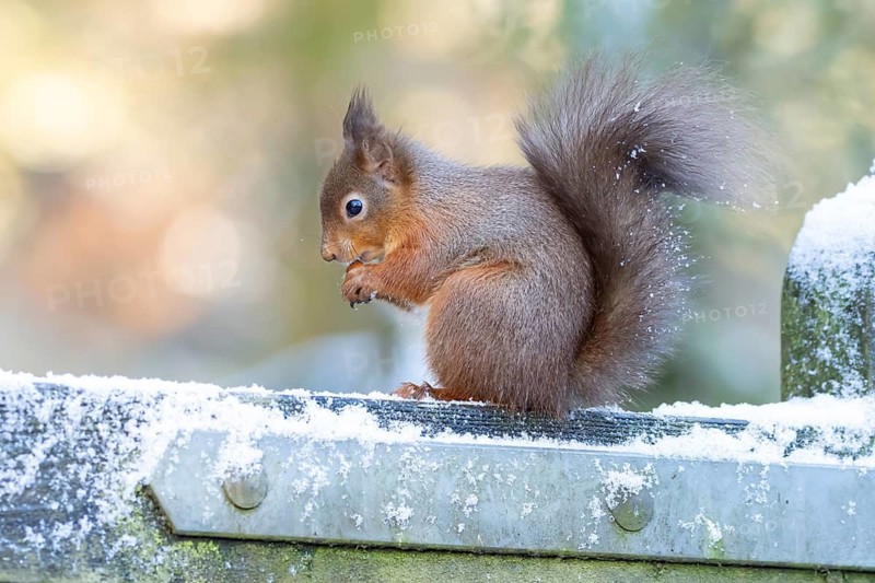 Red squirrel (Sciurus vulgaris) adult animal eating a nut on a gate in snow in winter, England, United Kingdom