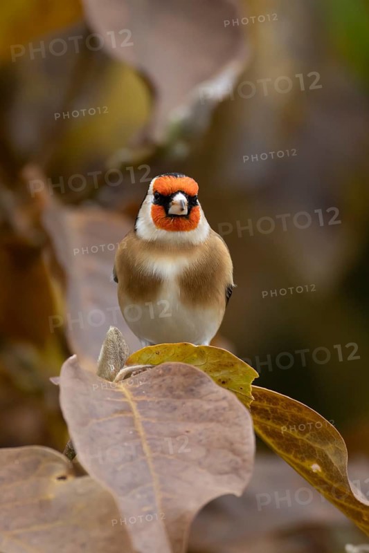 European goldfinch (Carduelis carduelis) adult garden bird in a magnolia tree with autumn colour leaves, England, United Kingdom