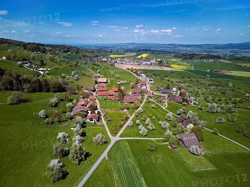 Blooming fruit trees in the hamlet of Wiggwil, Beinwil, Freiamt, Canton of Aargau Switzerland