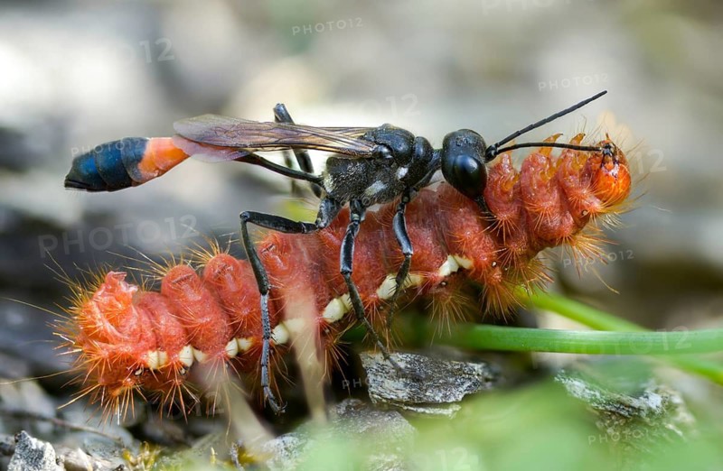 Acronicta rumicis, ammophila sabulosa, ampferous owl, ampferowl, common sand wasp, digging wasp, hymenoptera, red-banded sand wasp, sandwasp, shecidae, inchworm, insects, knot grass moth, moths, moths, moths, caterpillar, butterflies