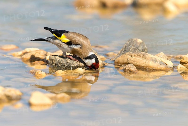Carduelis carduelis, goldfinch, goldfinch, goldfinch, bath, bird bath, birds, passeri, songbirds, potion, birdbath, birds, watering place