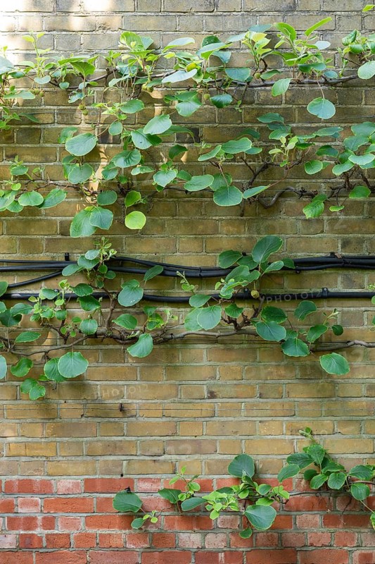 A kiwi or Chinese gooseberry (Actinidia deliciosa) growing on a wall, Chelsea Physic Garden, a historic botanical garden and the oldest botanical garden in London, founded in 1673 by the Worshipful Society of Apothecaries, Chelsea, England, United Kingdom