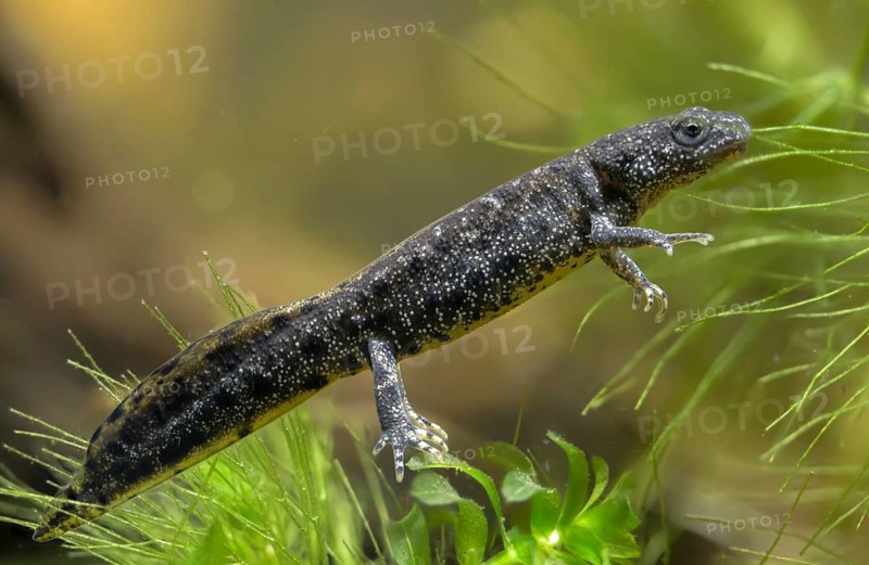 Great Crested Newt, Crested Newt, Northern Crested Newt, Triturus Cristatus, Amphibians, Amphibians, Larva, Larva, Amphibian, Northern Crested Newt, Warty Newt