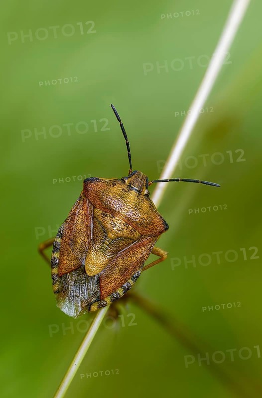 Black-shouldered shieldbug, carpocoris purple ipennis, heteroptera, purple tree bug, purple fruit bug, high size, portrait format, insects, copula, mating, bugs