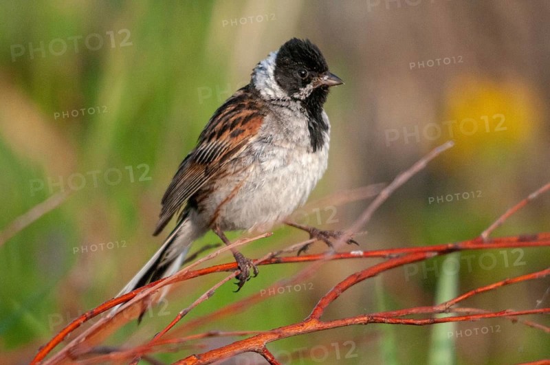 Emberiza Schoeniclus, Reed Bunting, Rohrrammer, Birds, Passeri, Songbirds, Birds