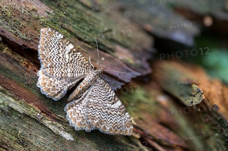 Calocalpe undulata, Geometridae, Hydria undulata, rheumaptera undulata, tensioner, butterfly, insects, moths, moths, moths, scallop shell, butterfly