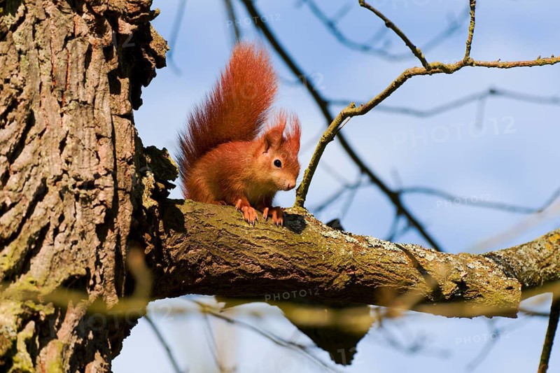 Animals, mammals, Germany, Hesse, Rodgau, squirrel (Sciurus vulgaris), sunbathing