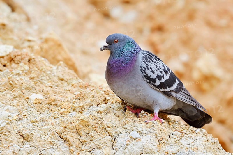 Rock pigeon (Columba livia), Algarve, Portugal