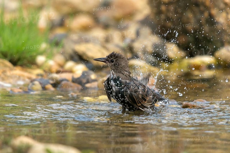 Star, Starling, Sturnus Vulgaris, Bath, Bird Bath, Birds, Passeri, Songbirds, Potion, Birdbath, Birds, Watering Place