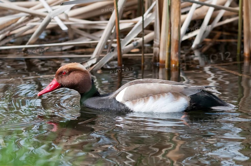 Common duck, netta rufina, red-crested pochard, anatidae, birds, ducks, ducks, ducks, male, birds, waterbirds, waterbirds