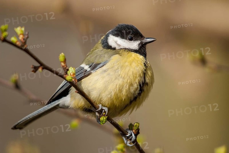 Great tit, great tit, parus major, birds, tits, passeri, songbirds, songbirds, tits, birds