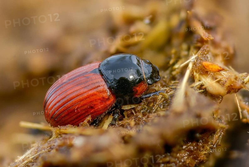 Aphodius cf. fimetarius, aphodius fimetarius, dung beetle, common dung beetle, red-winged dung beetle, beetle, coleoptera, dung, insects, droppings, beetles, dung
