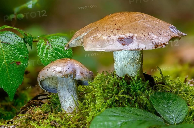 Cortinarius glaucopus, clubfoot, tuberless clubfoot, rowed clubfoot, blue-foot webcap, fungi, fungus, mushrooms