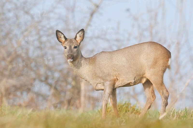 European roe deer (Capreolus capreolus), a doe in the morning mist, winter, North Rhine-Westphalia, Germany