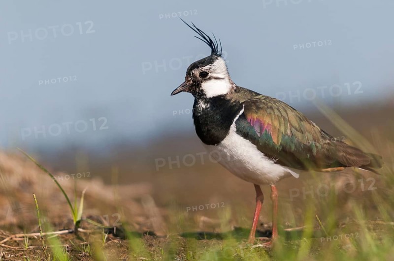 Lapwing, vanellus vanellus, birds, charadriiformes, limikolen, plovers, birds, waders, waders