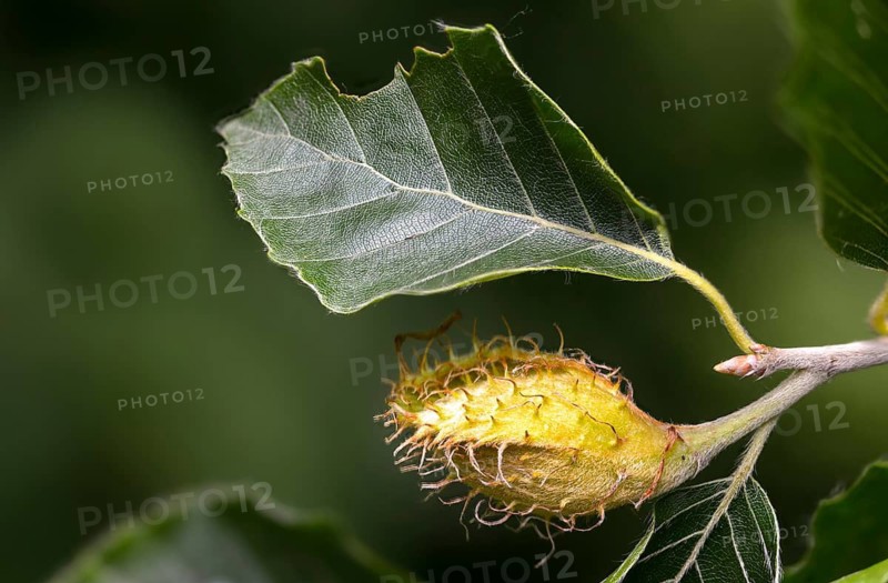 Beech plants, Fagaceae, Fagus sylvatica, European beech, tree, beech, beech, trees, common beech, European beech, flora, plants, tree
