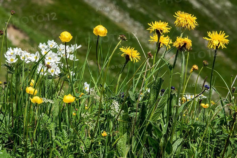Wildblumen am Fellhorn, Globe-flower, Löwenzahl, Oberstdorf, Oberallgäu, Allgäu, Bavaria, Germany