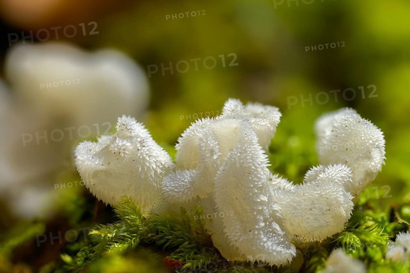 Ice mushroom, ice tooth, gelatinous trembling, toothed jelly mushroom, pseudohydnum gelatinosum, white jelly mushroom, white shiver, white-faced ice mushroom, trembling tooth, false hedgehog mushroom, fungus, mushrooms, toothed jelly fungus