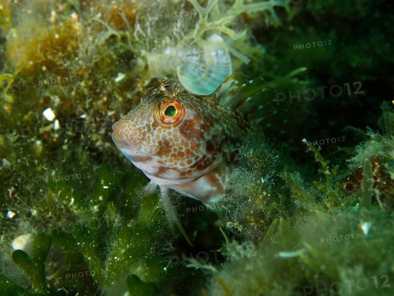 A ringneck blenny (Parablennius pilicornis) with orange markings watches intently, surrounded by seaweed, at a dive site in the Cap de Creus Marine Reserve, Rosas, Costa Brava, Spain, Mediterranean Sea
