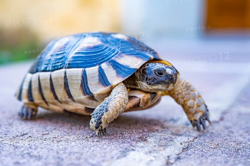 Hermann's tortoise (Testudo hermanni) walking on the ground, wildlife, Sardinia, Italy