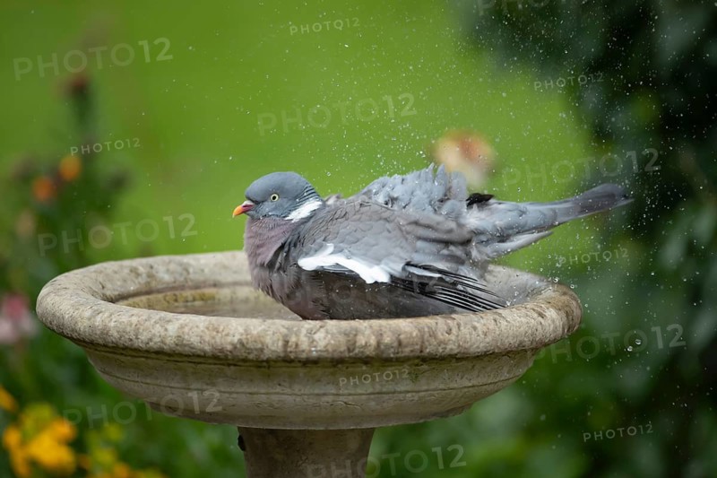 Wood pigeon (Columba palumbus) adult bird bathing in water of a garden bird bath, Suffolk, England, United Kingdom
