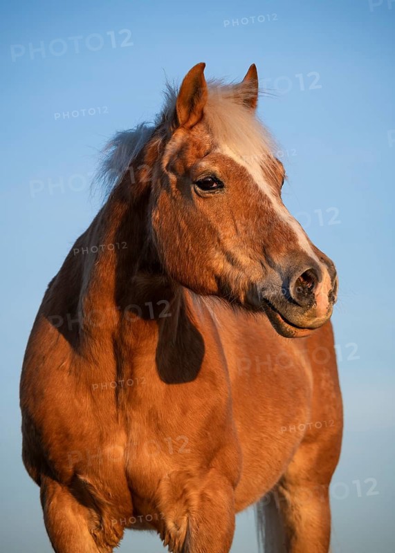 Horse, Haflinger, gelding, portrait, evening, blue sky