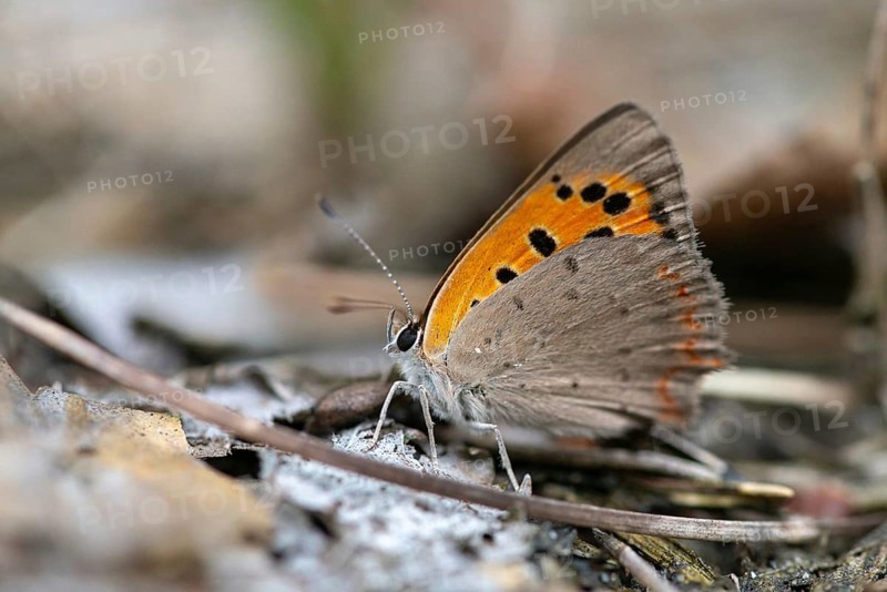 Moth, small moth, Lycaena phlaeas, small copper, butterfly, insects, butterfly, butterflies