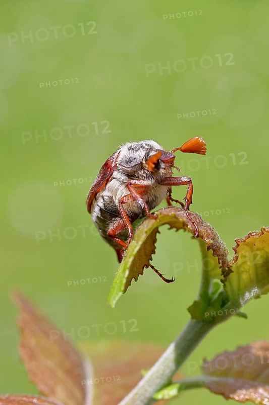 Cockchafer, forest cockchafer (Melolontha hippocastani), male, on a leaf, close-up, Wilnsdorf, North Rhine-Westphalia, Germany