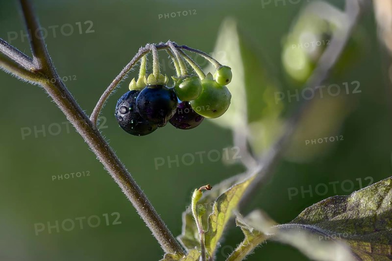 European black nightshade, nightshade, black nightshade, black nightshade, solanaceae, solanum nigrum, blackberry nightshade, flora, plants, simply black nightshade