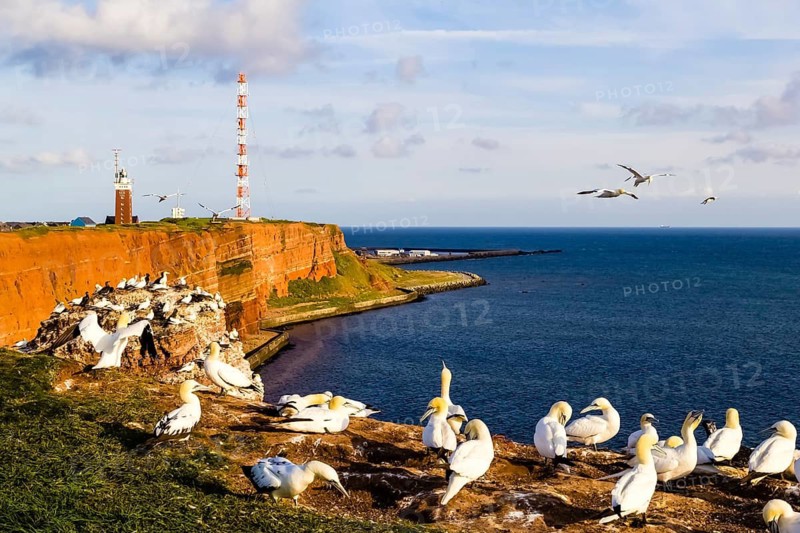 Northern Gannet, colony, cliffs, (Morus bassanus), Heligoland, Schleswig-Holstein, Heligoland, Schleswig-Holstein, Federal Republic of Germany