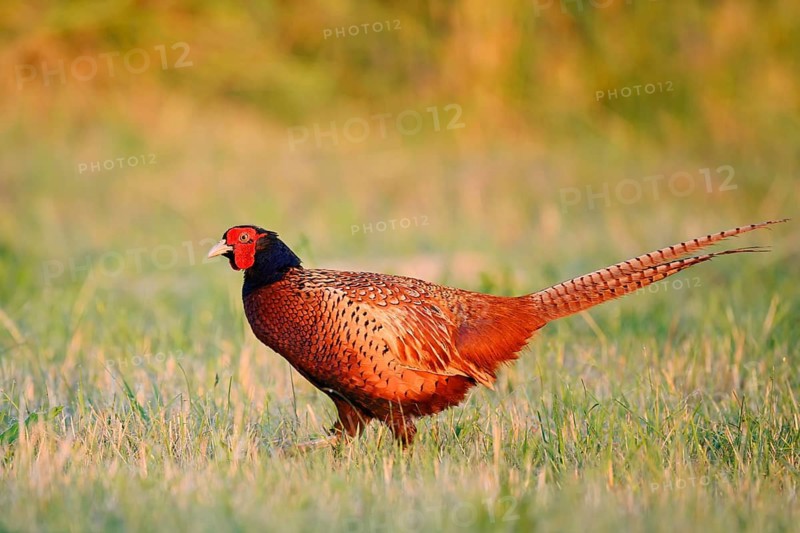 Hunting pheasant (Phasianus colchicus), cock standing in a meadow, North Rhine-Westphalia, Germany