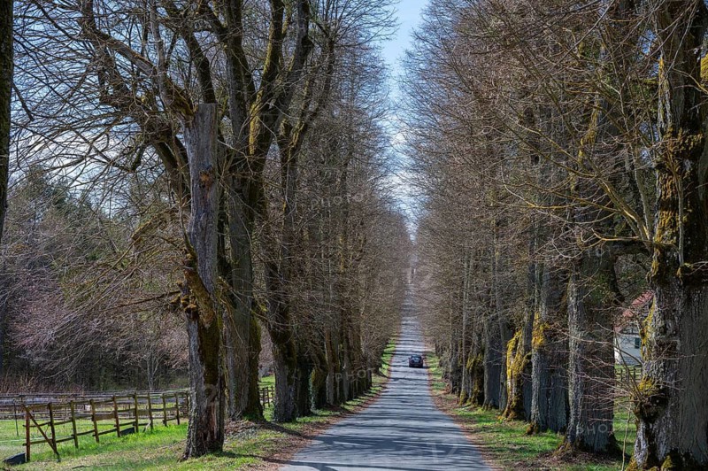 Leafless lime tree avenue (Tilia), driveway to Greifensatein Castle, Heiligenstadft, Upper Franconia, Bavaria, Germany