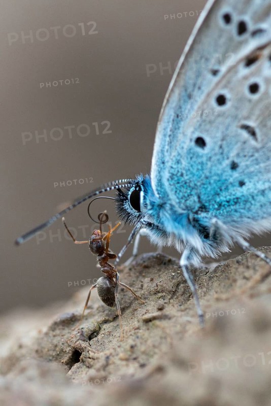 Argus blue, honeyclover blue, plebeius argus, silver-studded blue, butterfly, high size, portrait format, insects, butterflies, butterflies