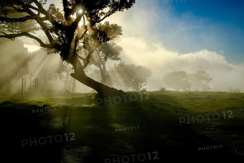 Tree in fog with sunbeams at golden hour, Laurel Forest, Fanal, Madeira, Portugal
