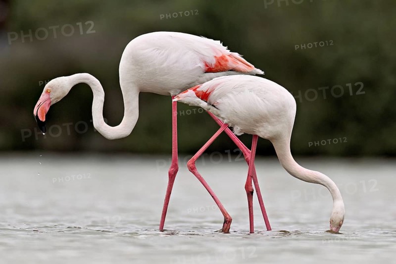 Two greater flamingos (Phoenicopterus roseus), standing in the water whilst foraging, Camargue Regional Nature Park, southern France