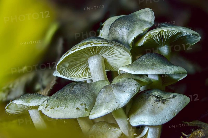 Knight, Soap Knight, Tricholoma Saponaceum, Laundry Knight, Fungus, Mushrooms, Soap Tricholoma, Soap-Scented Toadstool, Soapy Knight