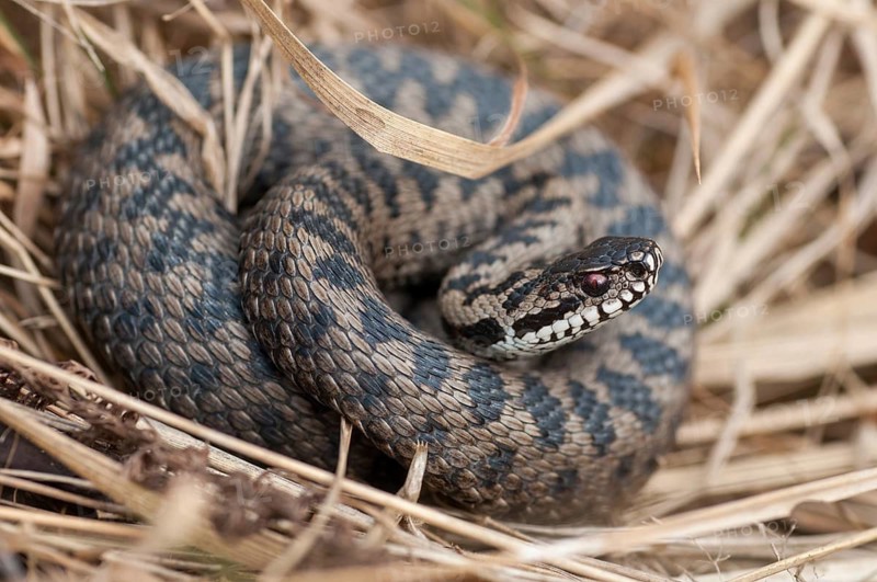 European adder, European viper, venomous snake, vipera berus, critters, poisonous reptilia, reptilia, snakes, snakes