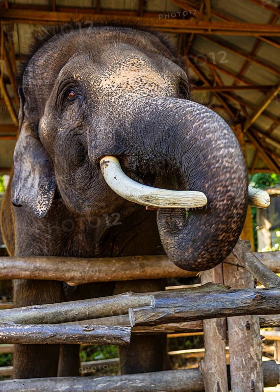 Elephant (Elephantidae) in captivity, Mae Sa Elephant Camp, Mae Rim, Chiang Mai, Thailand