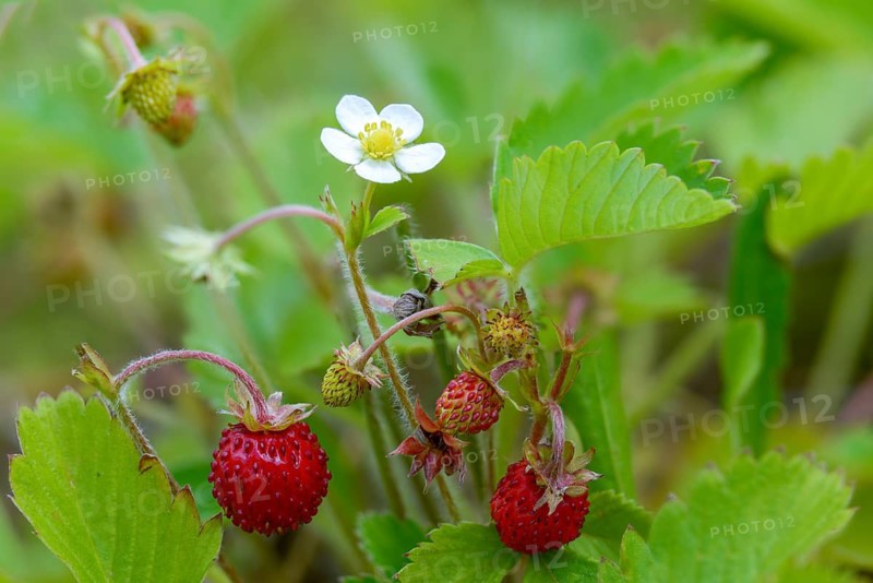 Alpine strawberry, European strawberry, fragaria vesca, strawberry, rosaceae, rose family, wild strawberry, flora, plants, plants, wild strawberry, woodland strawberry