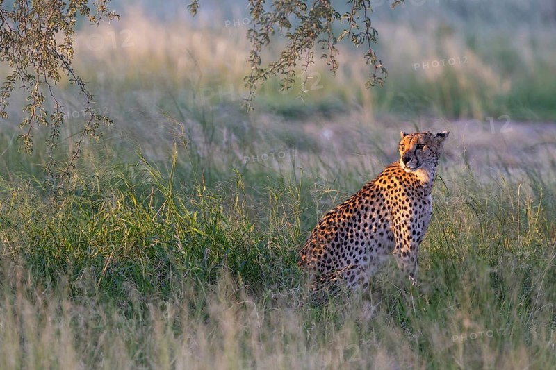 Cheetah (Acinonyx jubatus). Female in the last light of the evening. Kalahari Desert, Kgalagadi Transfrontier Park, South Africa