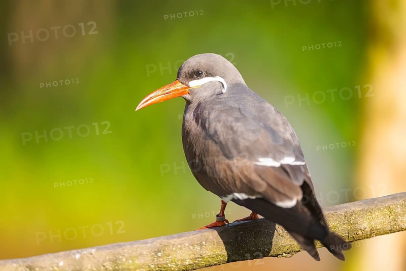 Inca tern (Larosterna inca) sitting on a branch, captive, distribution south america