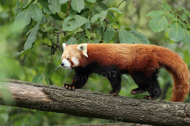 Red panda on a branch amidst green leaves, in its natural habitat, red panda or cat bear (Ailurus fulgens), Heidelberg Zoo, Baden-Württemberg, Germany