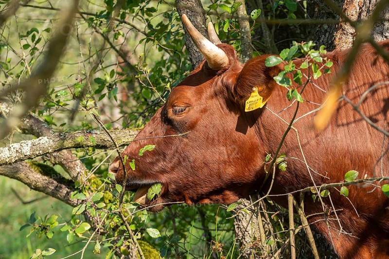 Artiodactyla, Bavaria, Bos Taurus sspec.5, cattle, even-toed ungulate, high-altitude cattle, Upper Palatinate, cloven-hoofed cattle, Tirschenreuth, Waldnaab, Waldnaabaue, wild willows Waldnaabaue, domesticated animals, extensive grazing, feeding marks, woody bites, pet, mammals, cattle, mammals, mammals, mammals, mammals, mammals, mammals, mammals, mammals, mammals, mammals, mammals, mammals, mammals, mammals, mammals, mammals, mammals, mammals, mammals, mammals, mammals, mammals, mammals, mammals, mammals, mammals, mammals, mammals, mammals, mammals, mammals, mammals, mammals, mammals, mammals, mammals, mammals, Verbiss