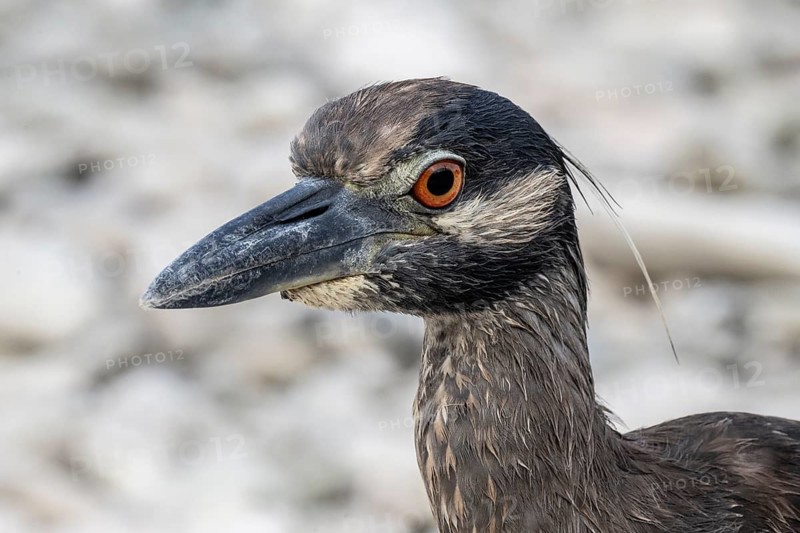 Crab Heron (Nyctanassa violacea), portrait, Playa Kalki, Curacao