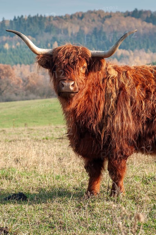 Artiodactyla, bos primigenius f. taurus, even-toed ungulate, highland cattle, kyloe, cloven-hoofed, Scottish highland cattle, domesticated animals, extensive grazing, pet, highland cattle, mammals, cattle, mammals, wild pastures