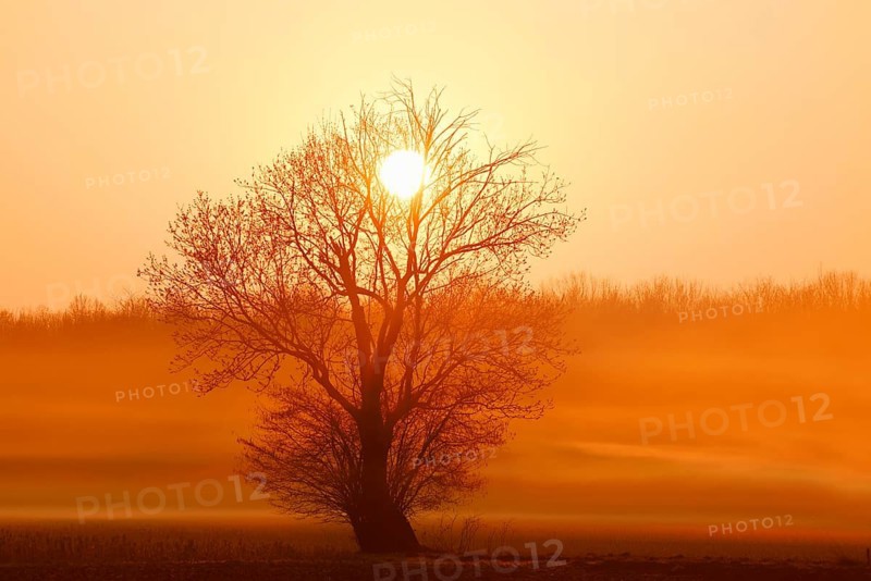 European ash (Fraxinus excelsior) shrouded in morning mist at sunrise, in winter, North Rhine-Westphalia, Germany