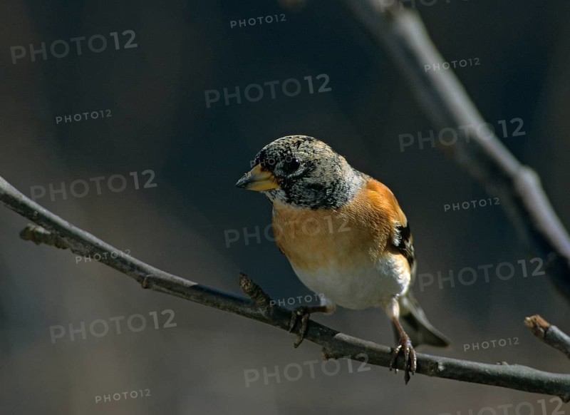 Mountain finch, brambling, fringilla montifringilla, birds, leo, passeri, songbirds, birds